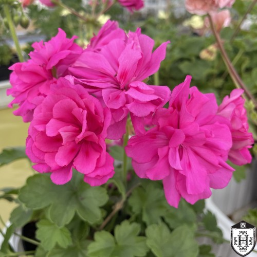 Pelargonium 'Irida Za Roskosh' - Pelargoon 'Irida Za Roskosh' P9/0,55L